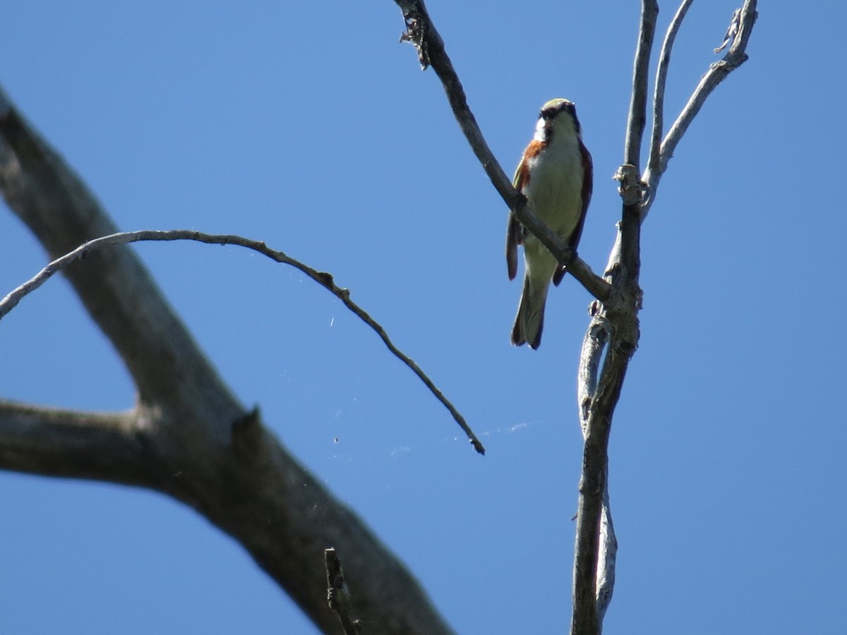 Chestnut-sided Warbler - George Mayfield