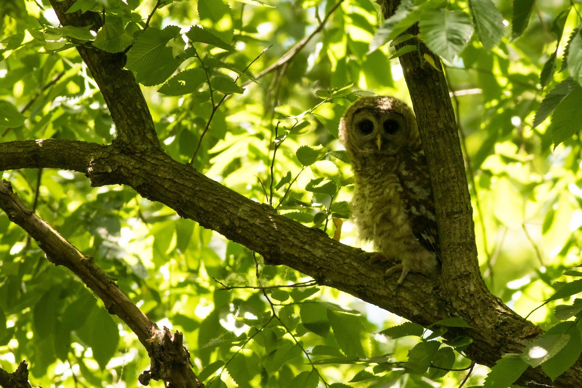 Barred Owl - ML240790911