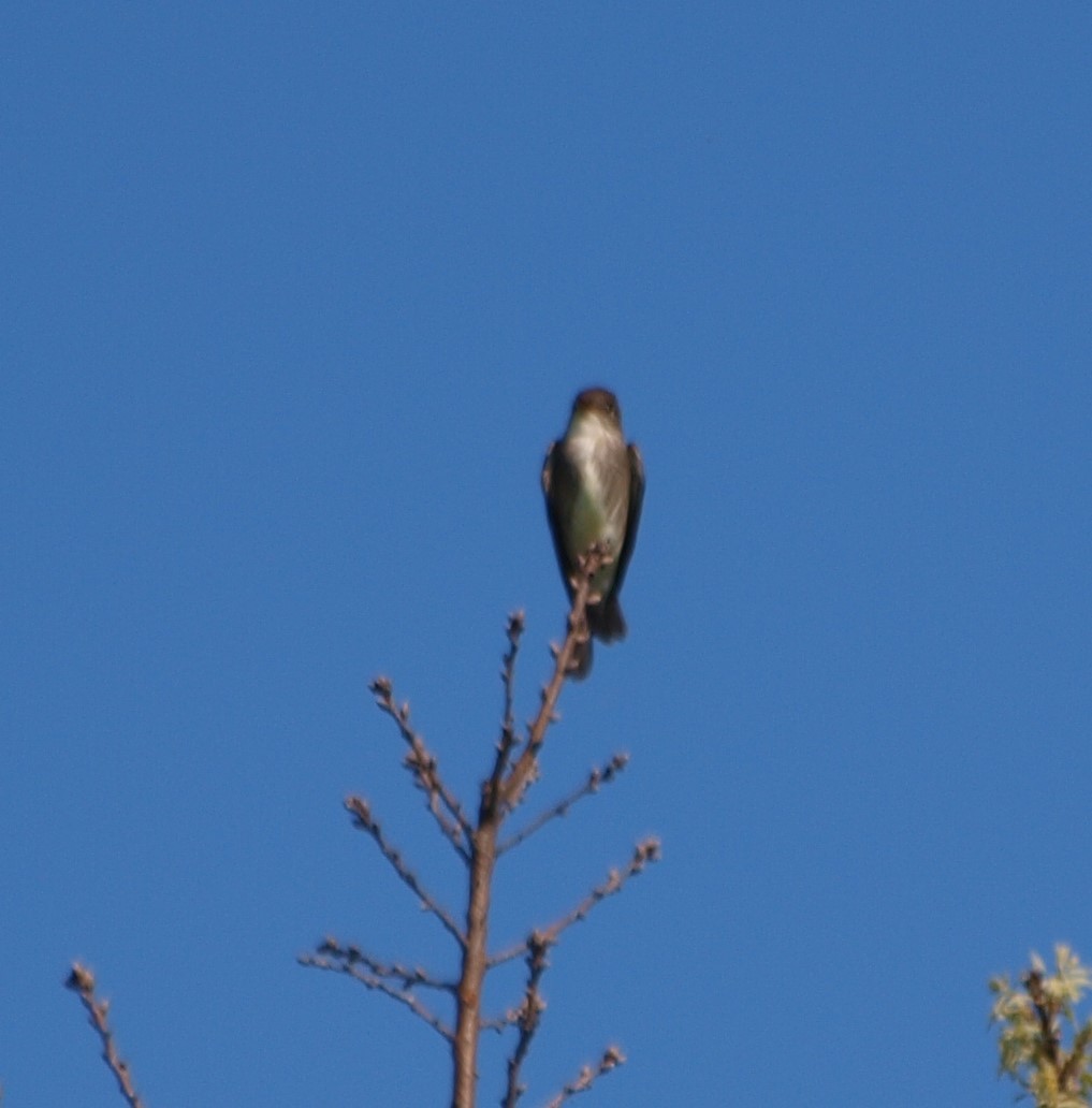 Olive-sided Flycatcher - Gordon Haase