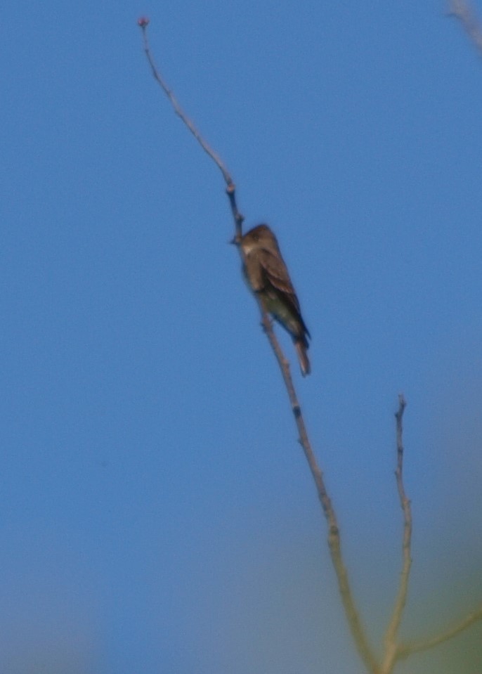 Olive-sided Flycatcher - Gordon Haase