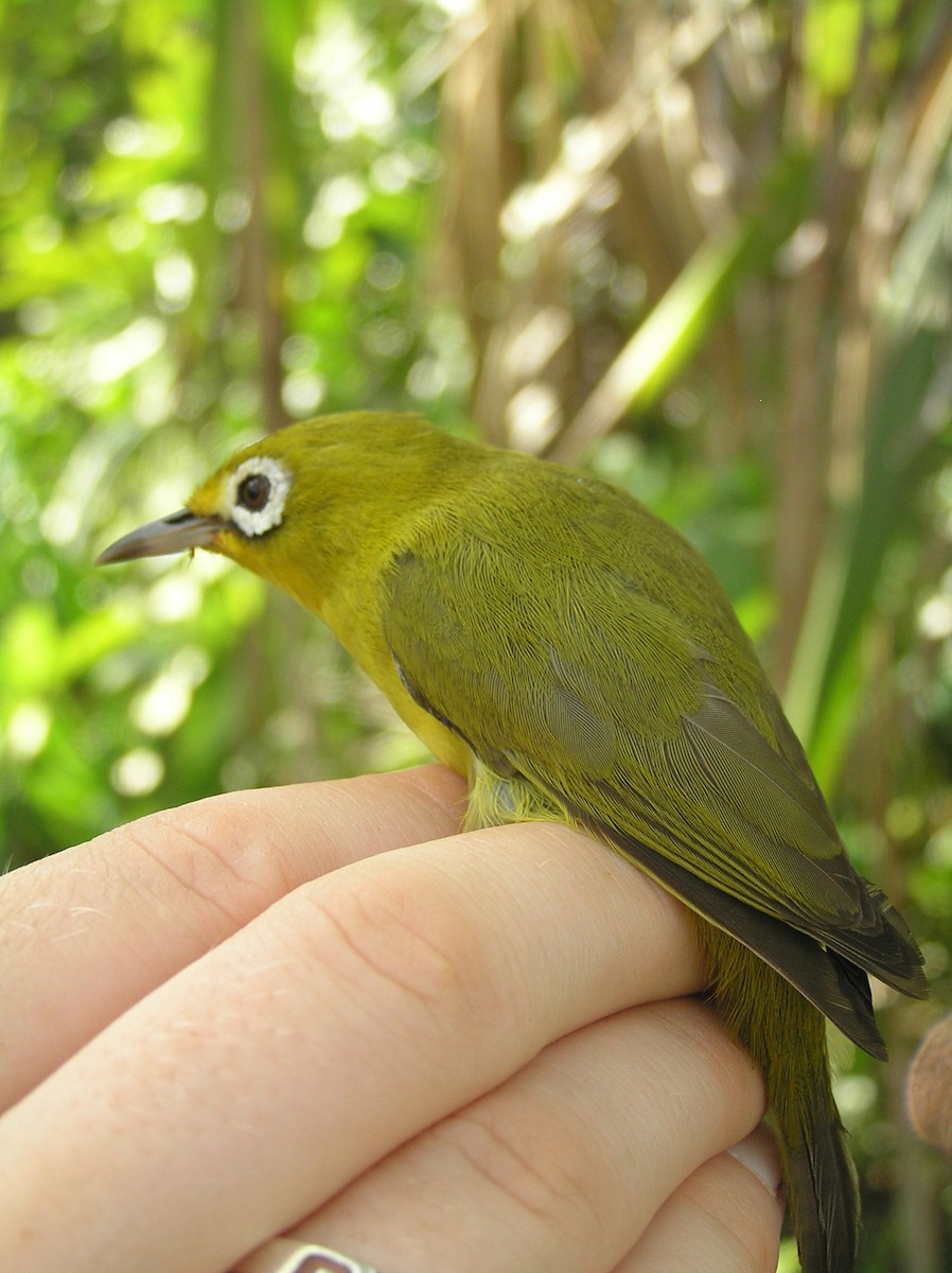 Wakatobi White-eye - ML240794501