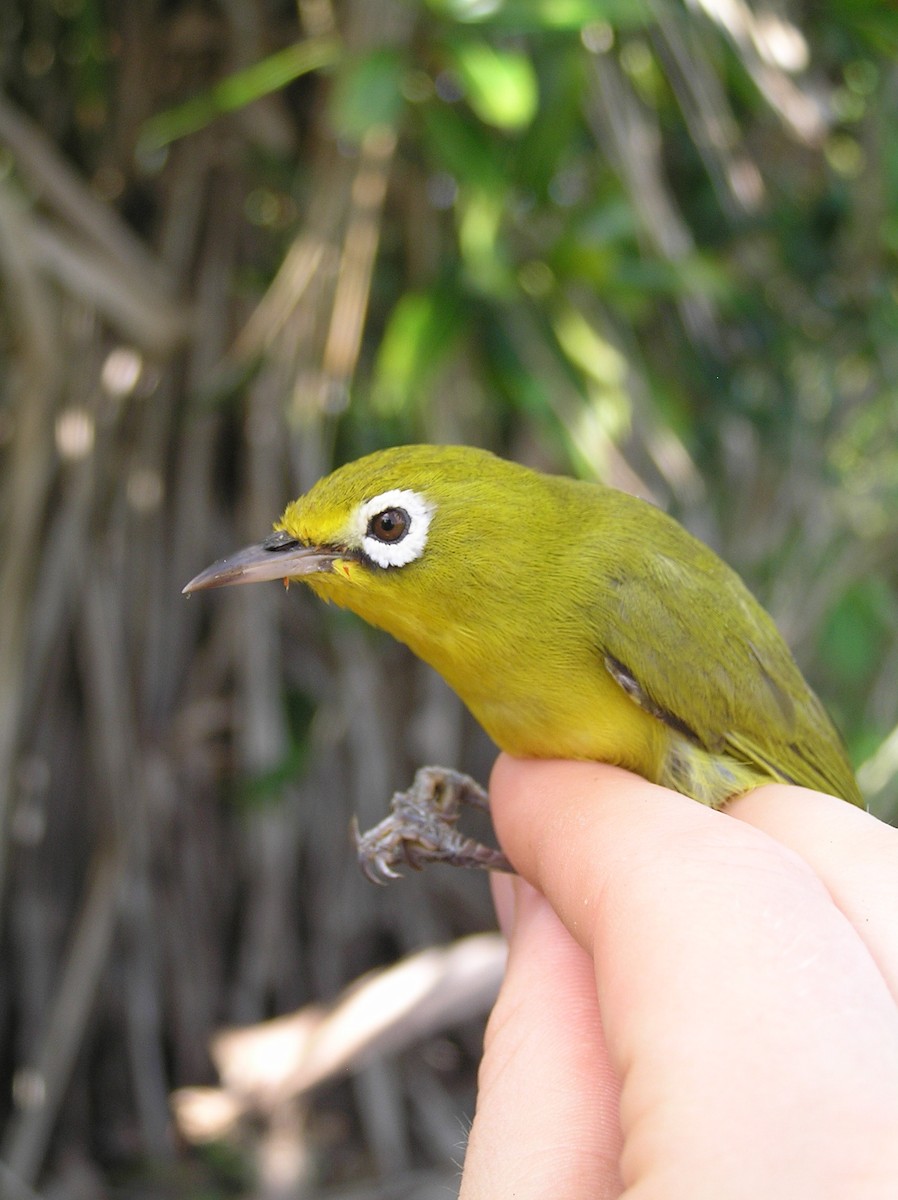 Wakatobi White-eye - ML240794511