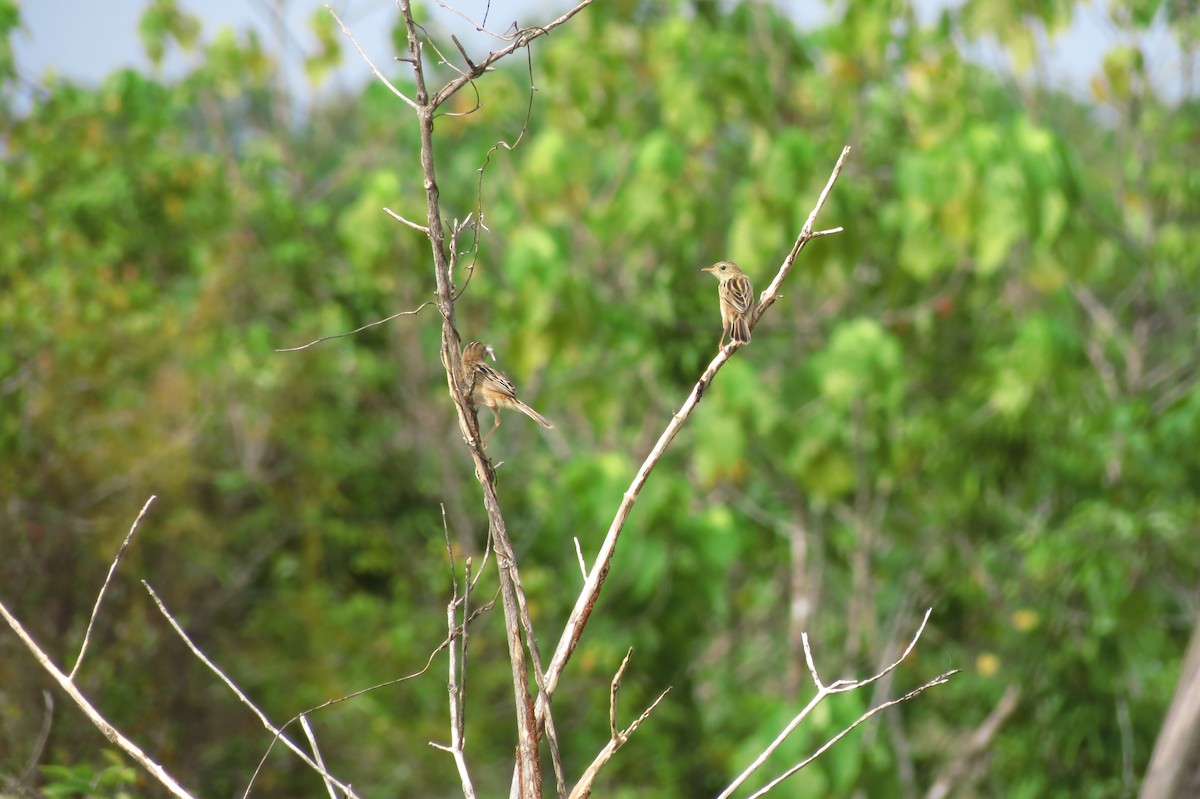 Zitting Cisticola - ML240795761