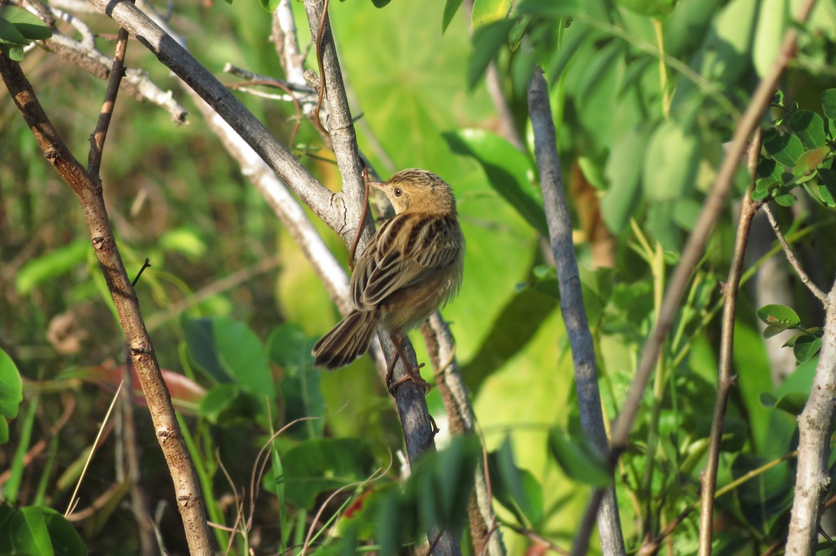 Zitting Cisticola - ML240795771