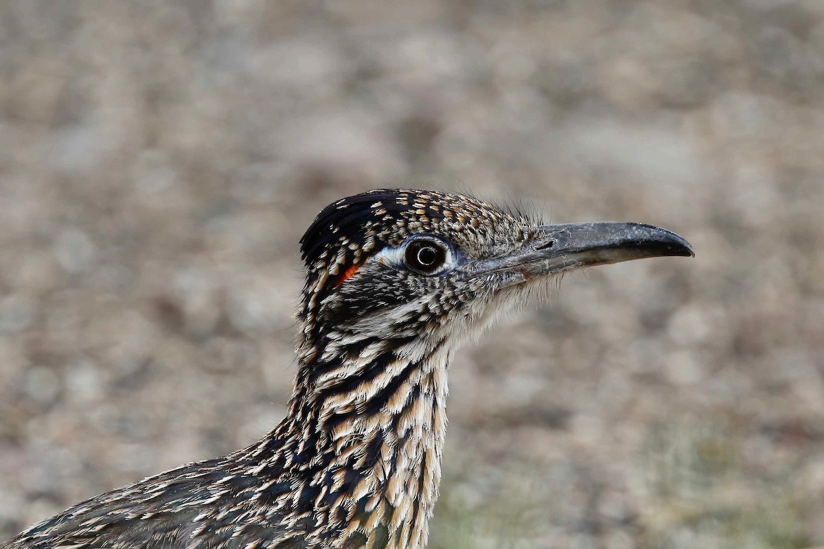 Greater Roadrunner - ML240796751