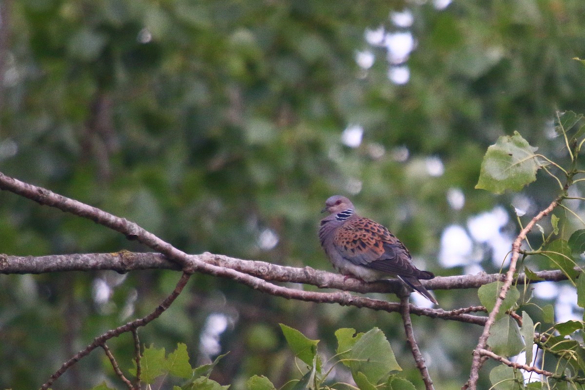 European Turtle-Dove - ML240797891