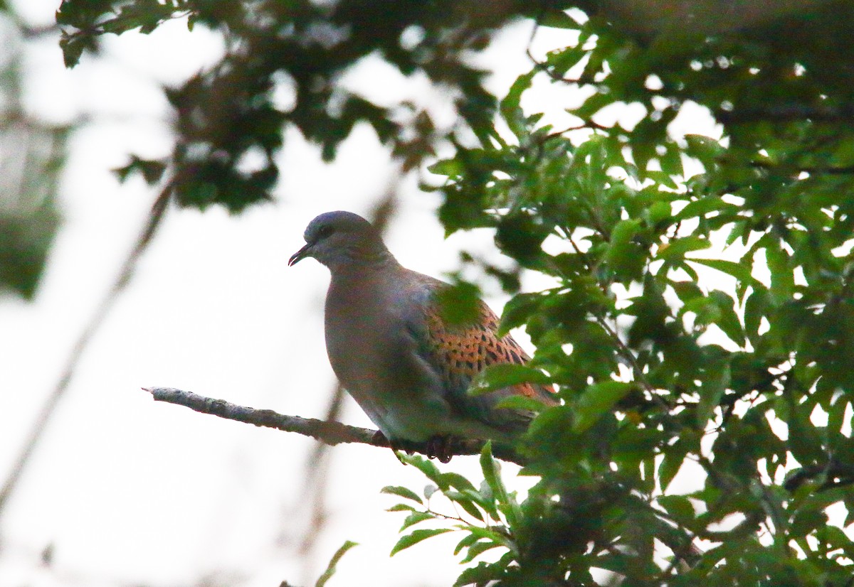 European Turtle-Dove - ML240797941