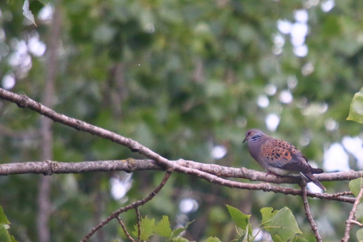 European Turtle-Dove - ML240797951