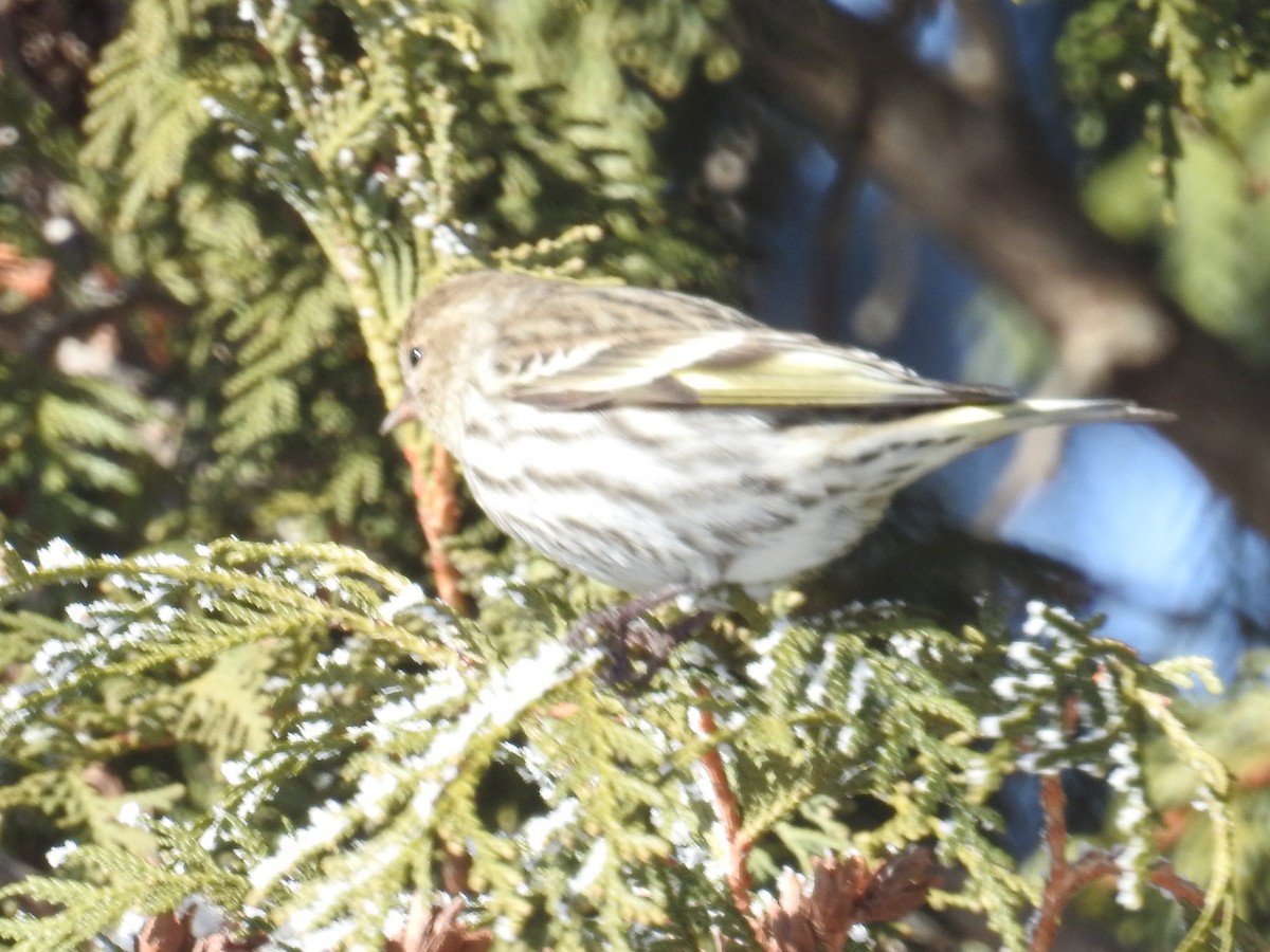 Pine Siskin - ML24079821