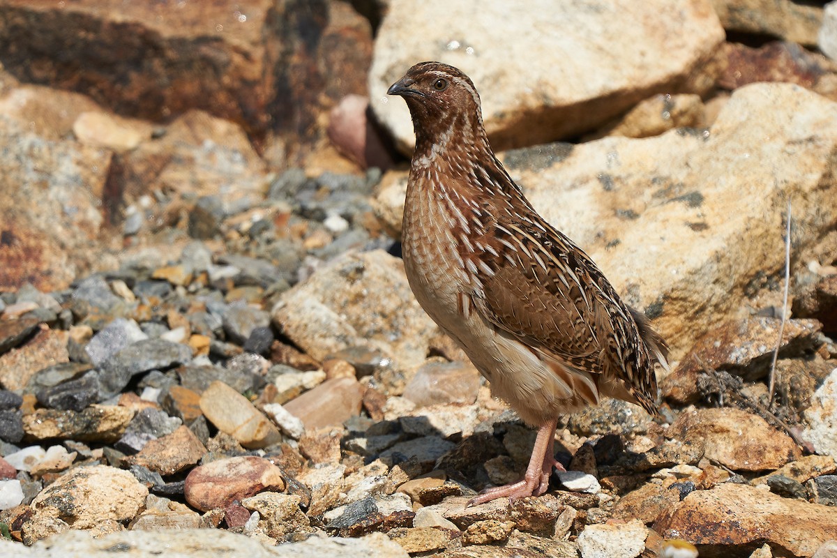 Common Quail - ML240798941