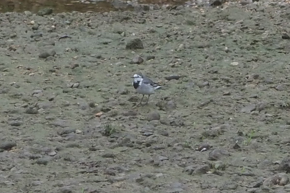 White Wagtail - ML240799261