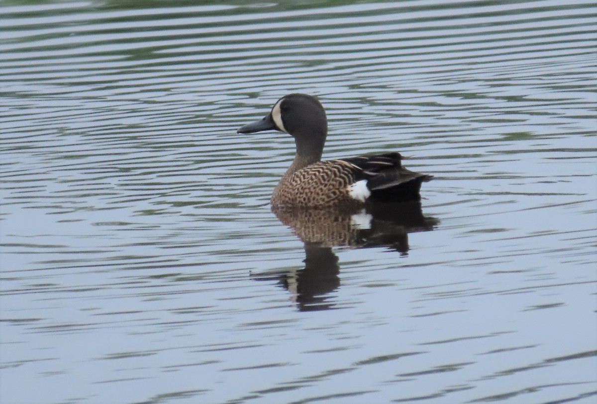 Blue-winged Teal - ML240804271