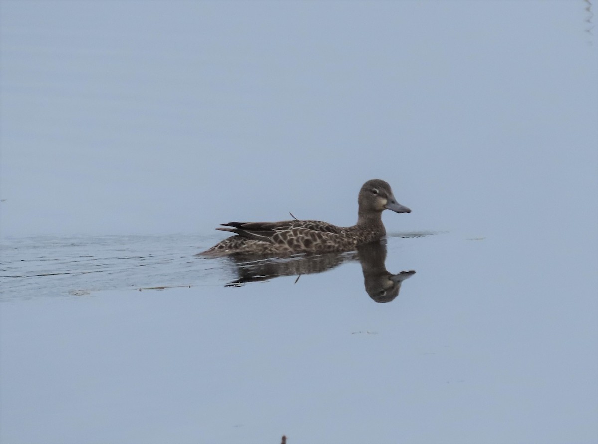 Blue-winged Teal - ML240804281