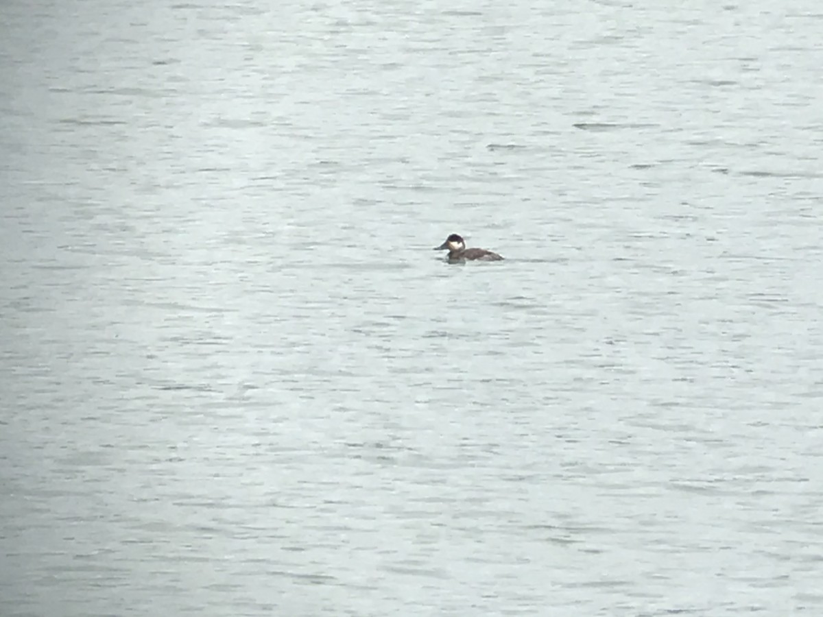 Ruddy Duck - ML240804751