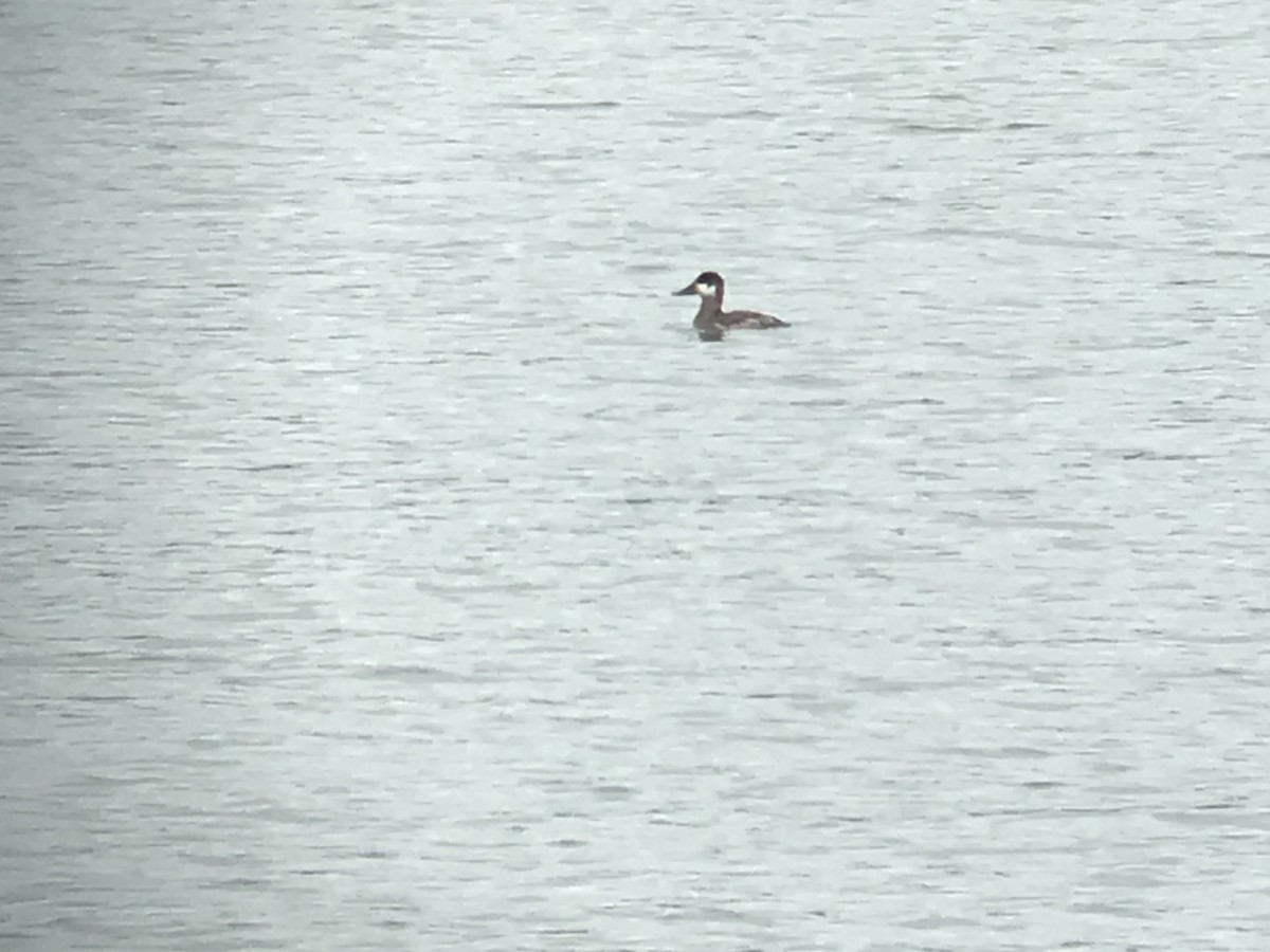 Ruddy Duck - ML240804761