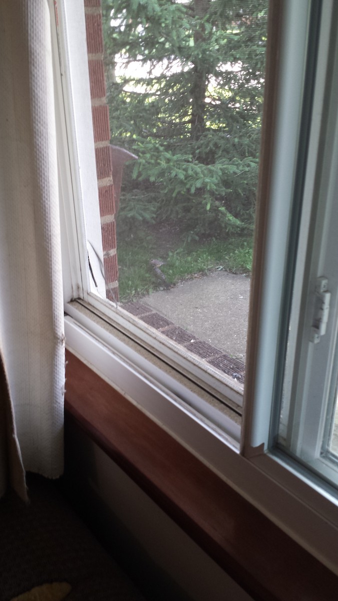 American Robin - ML240804871