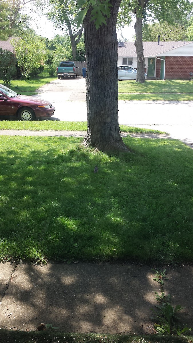 American Robin - ML240805401