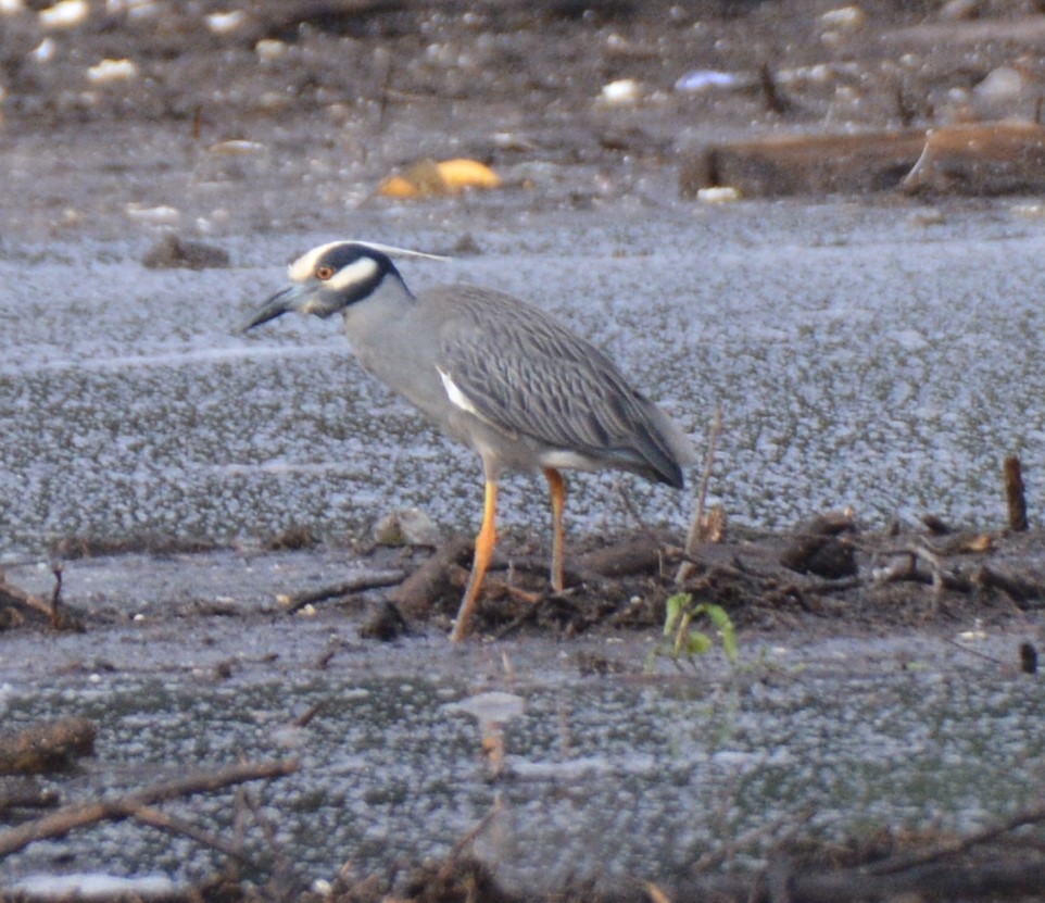 Yellow-crowned Night Heron - Zachary Arnold