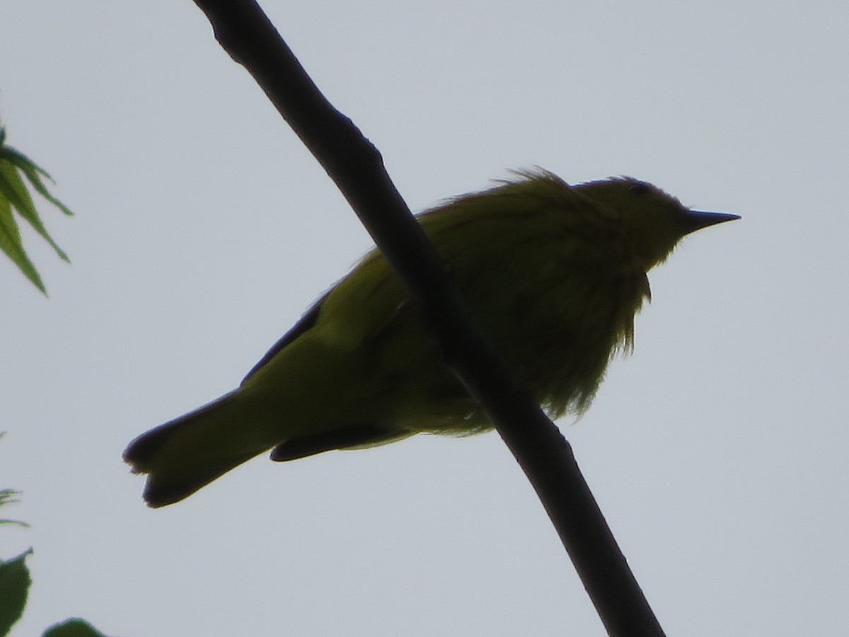 Paruline jaune - ML240806831