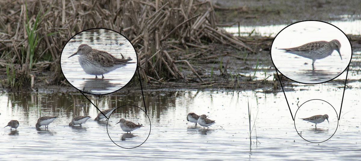 Weißbürzel-Strandläufer - ML240809171