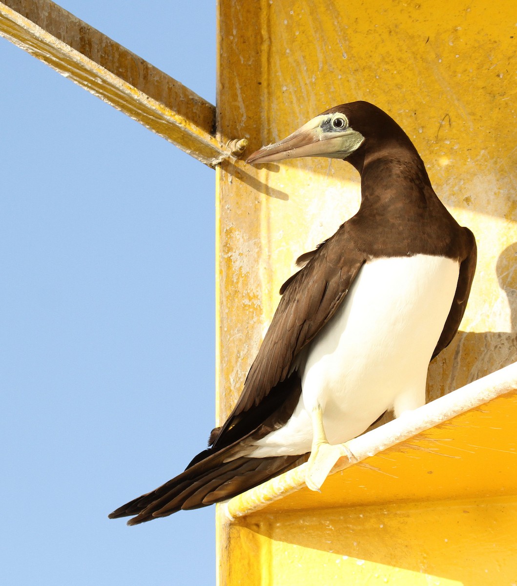 Brown Booby - Cathy Sheeter