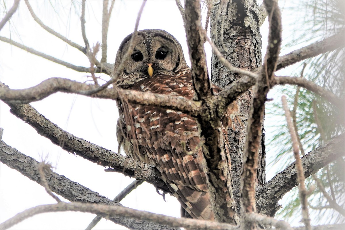 Barred Owl - ML240810101