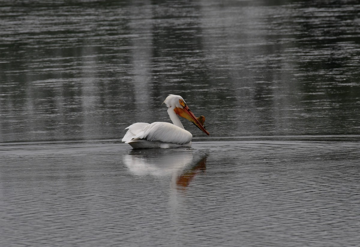 American White Pelican - Matthew Schuler