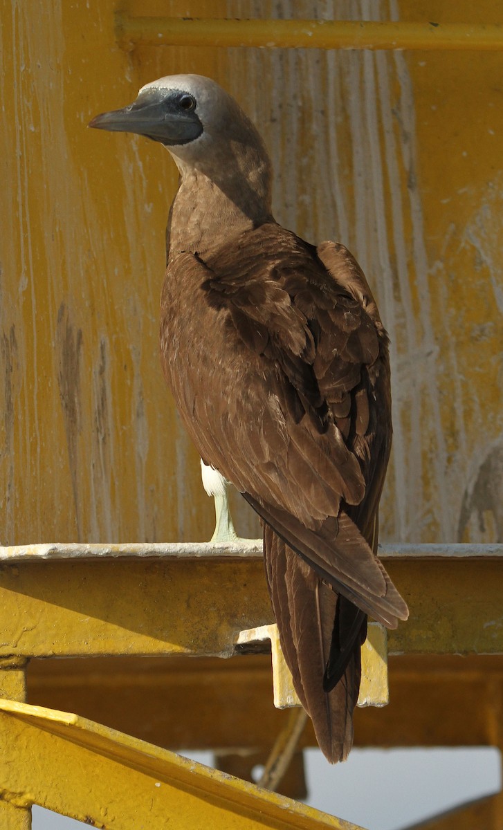 Brown Booby (Brewster's) - Cathy Sheeter