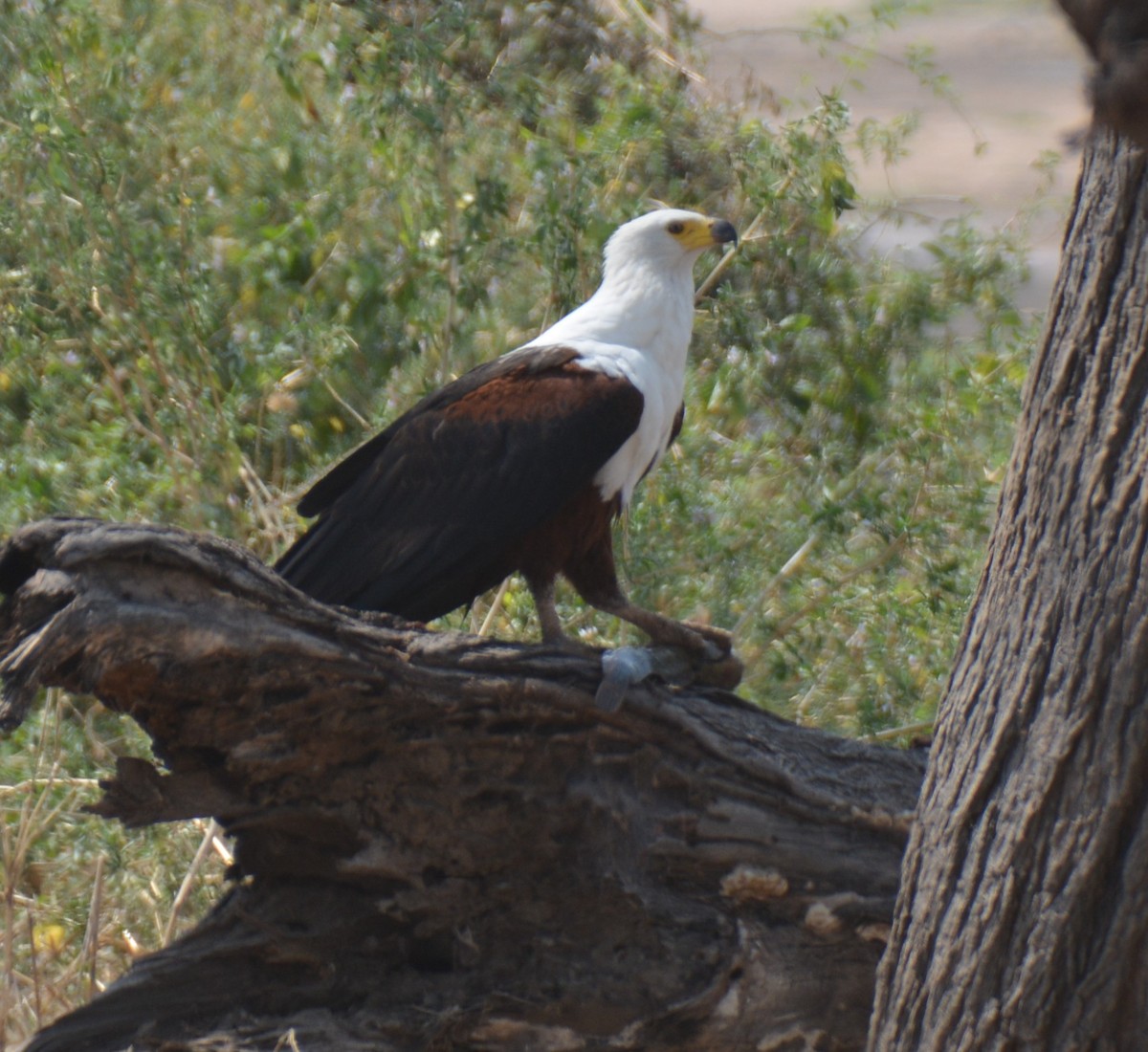 African Fish-Eagle - Zachary Arnold