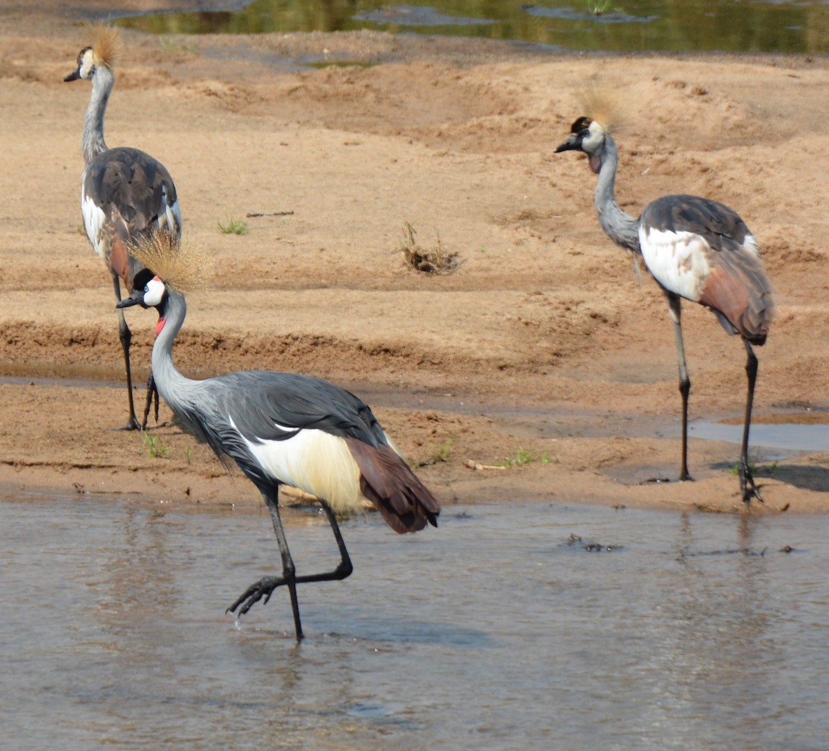 Gray Crowned-Crane - ML240812181