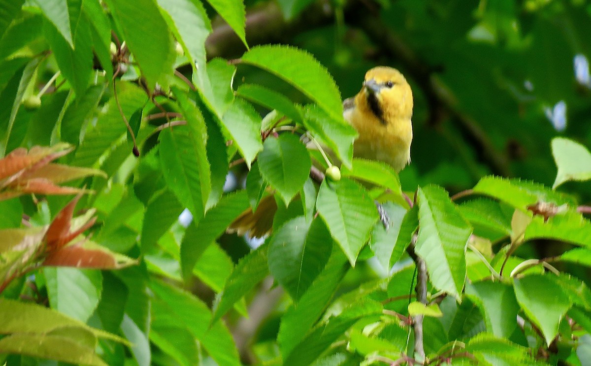 Bullock's Oriole - ML240812911