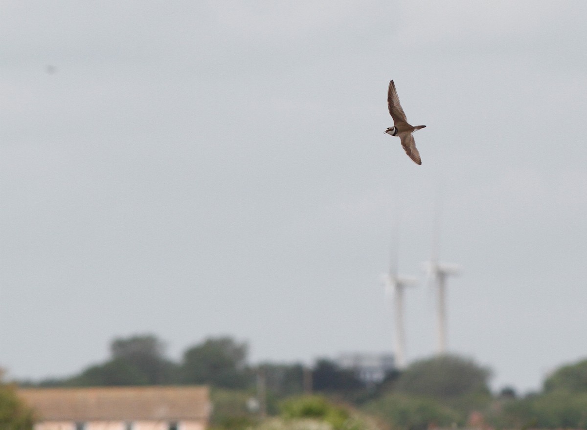 Little Ringed Plover - ML240813401