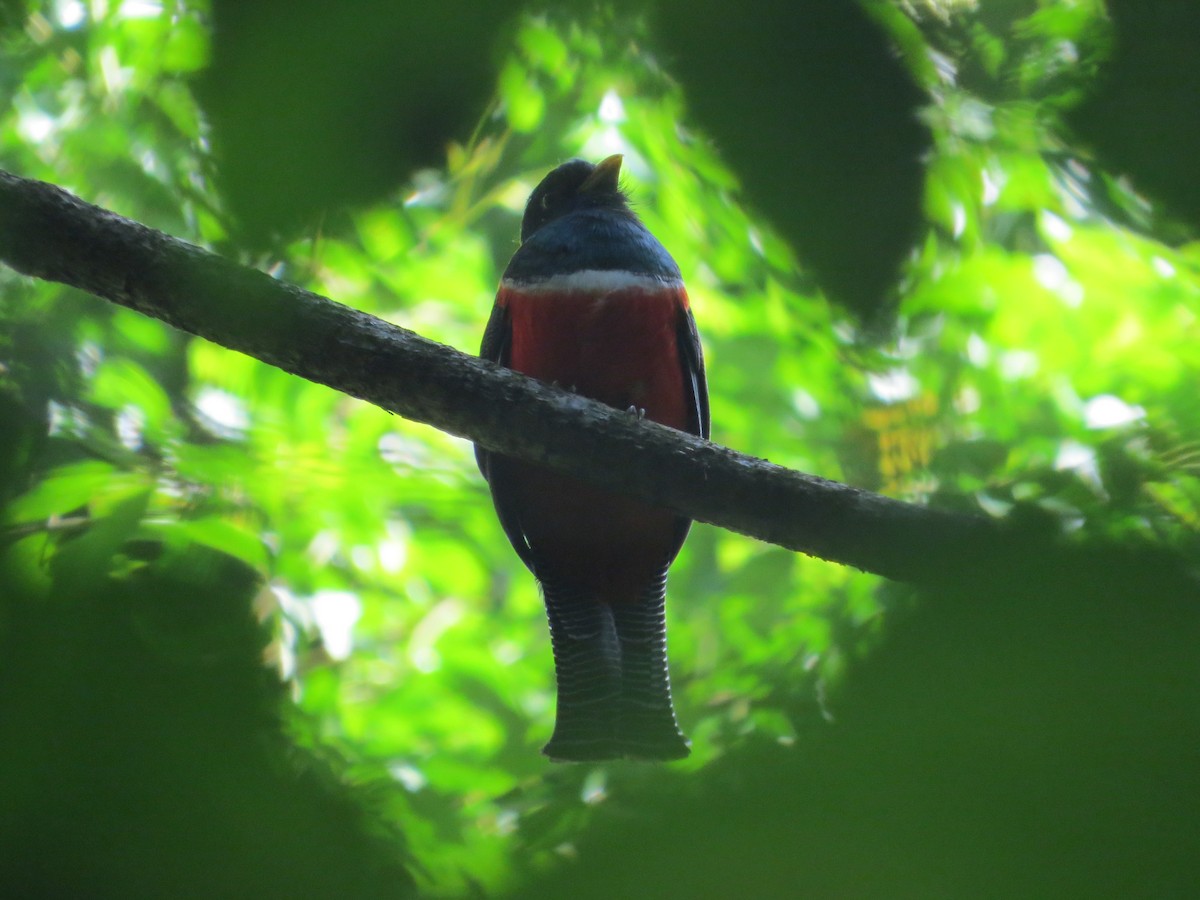 Collared Trogon - ML24081401