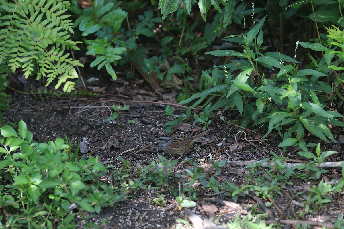 Swamp Sparrow - ML240815761