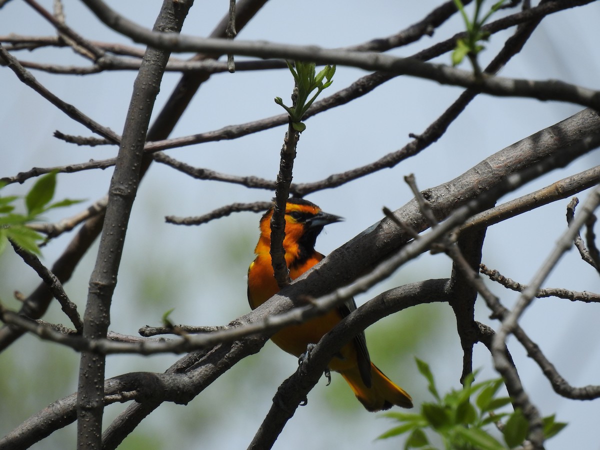 Bullock's Oriole - Grant Hokit