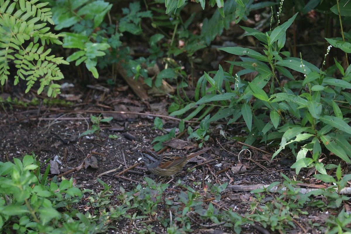 Swamp Sparrow - ML240815871