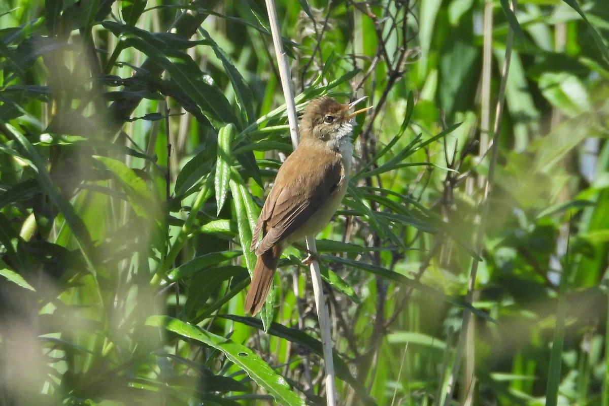 Common Reed Warbler - ML240816631