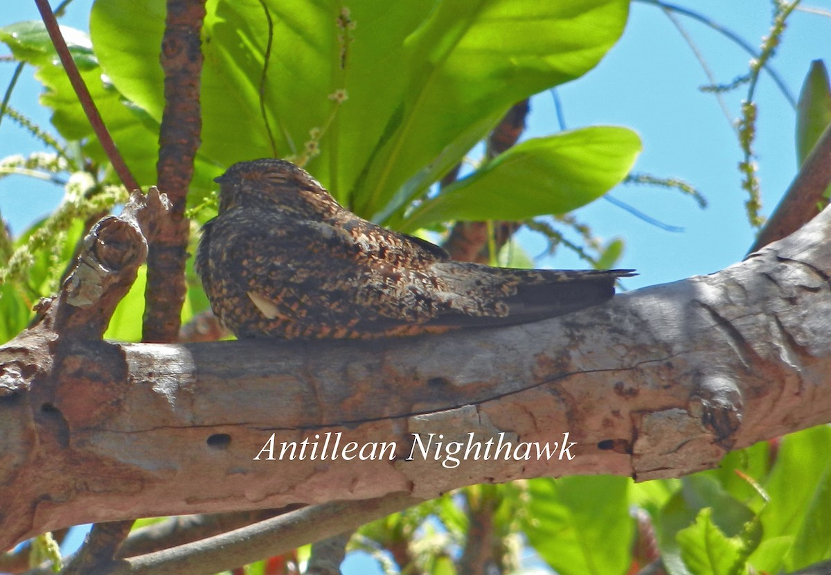 Antillean Nighthawk - ML240819261