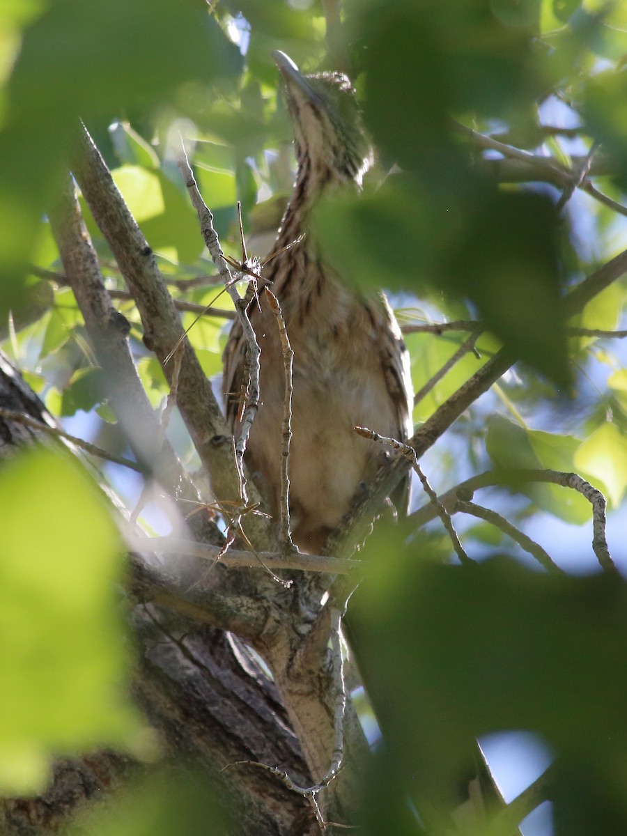 Greater Roadrunner - ML240820251