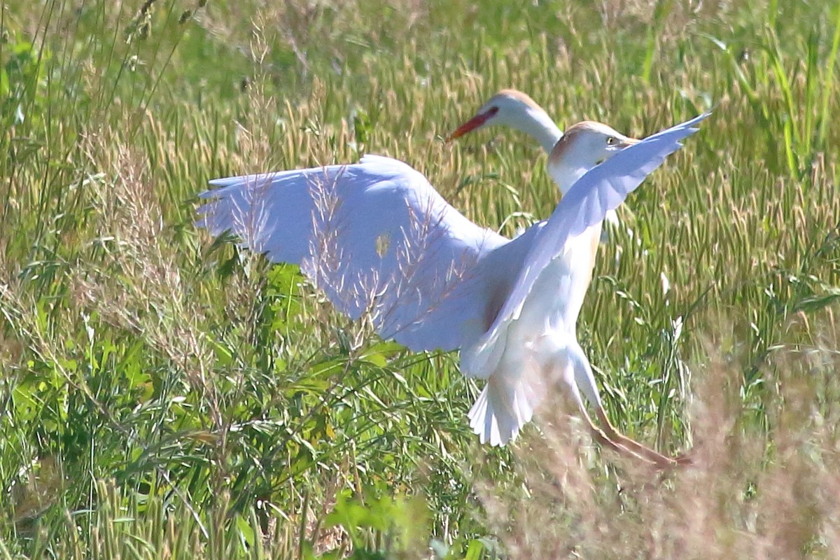 Western Cattle Egret - ML240820301