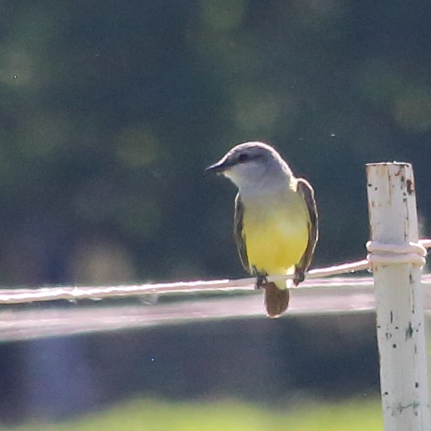 Western Kingbird - ML240820341