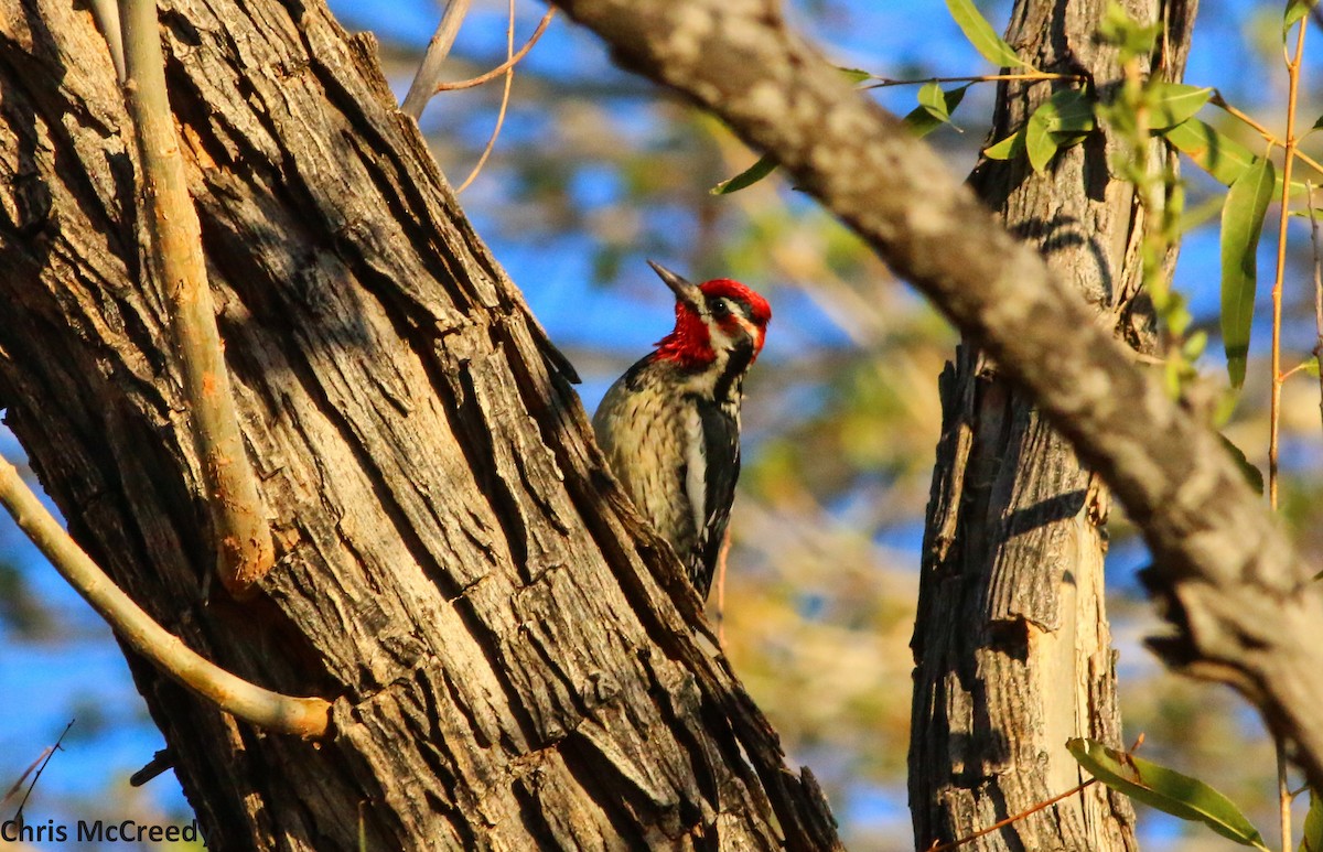 Red-naped x Red-breasted Sapsucker (hybrid) - ML24082091