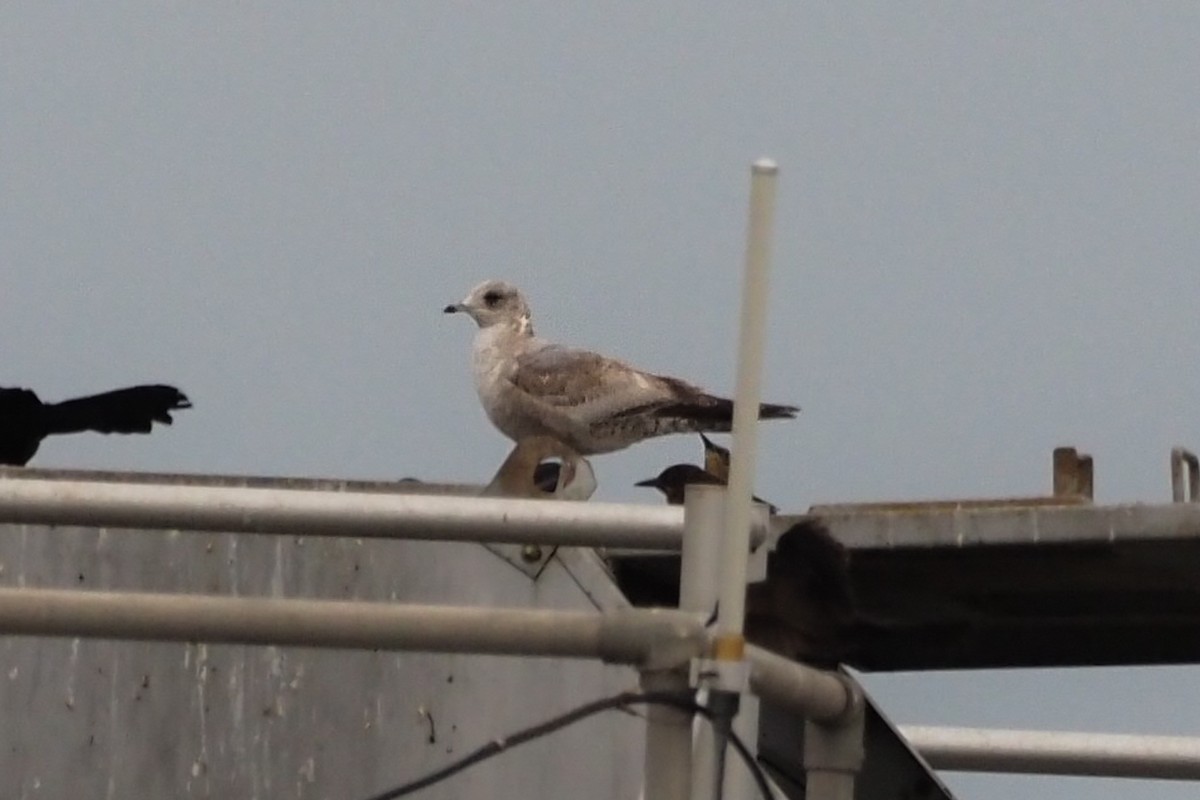 Short-billed Gull - ML240821071