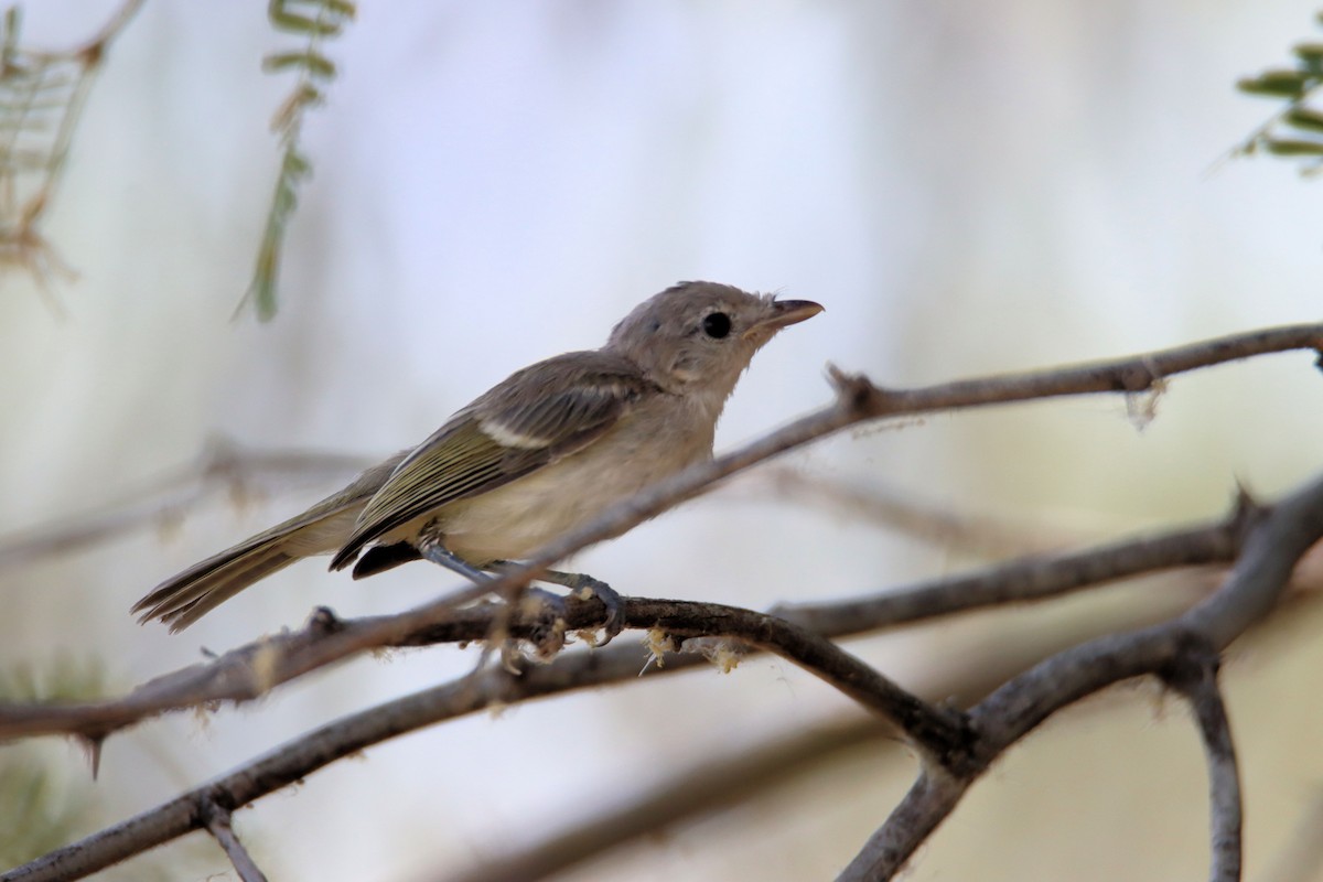 Bell's Vireo - ML240821141