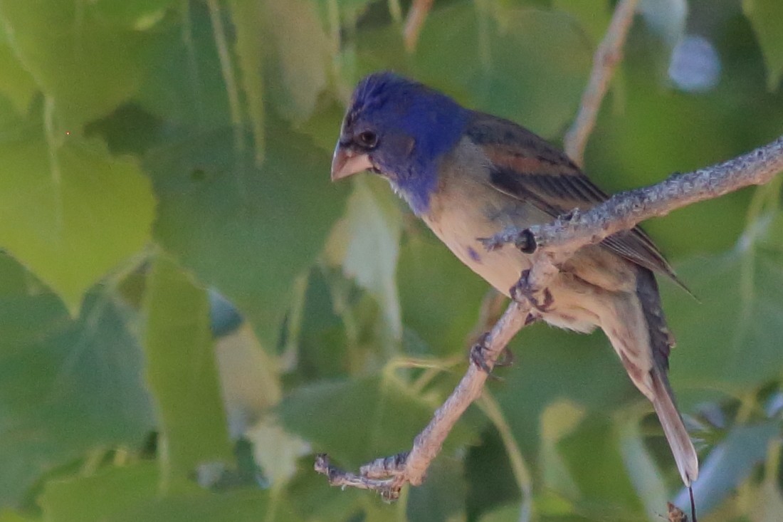 Blue Grosbeak - ML240821171