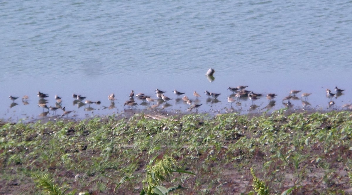 White-rumped Sandpiper - ML240823381