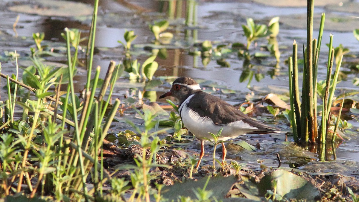 Three-banded Plover - ML24082371