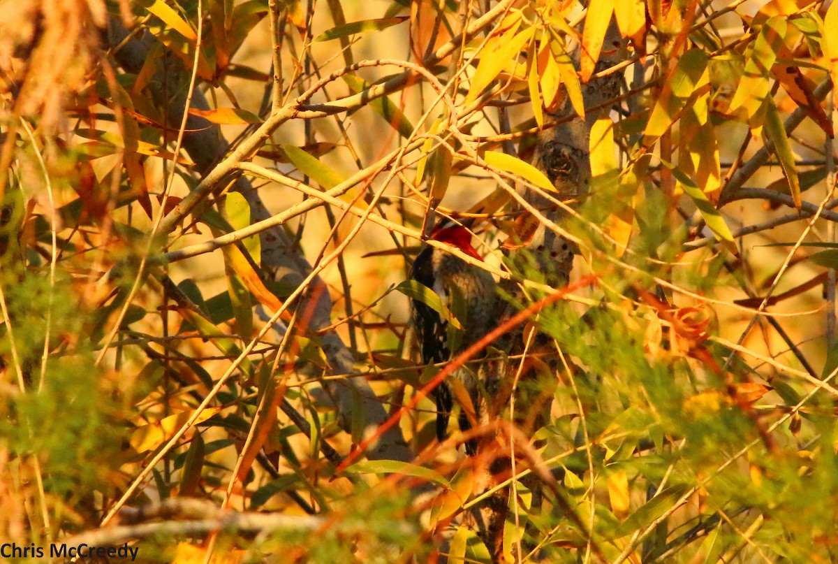 Red-breasted Sapsucker - ML24082391