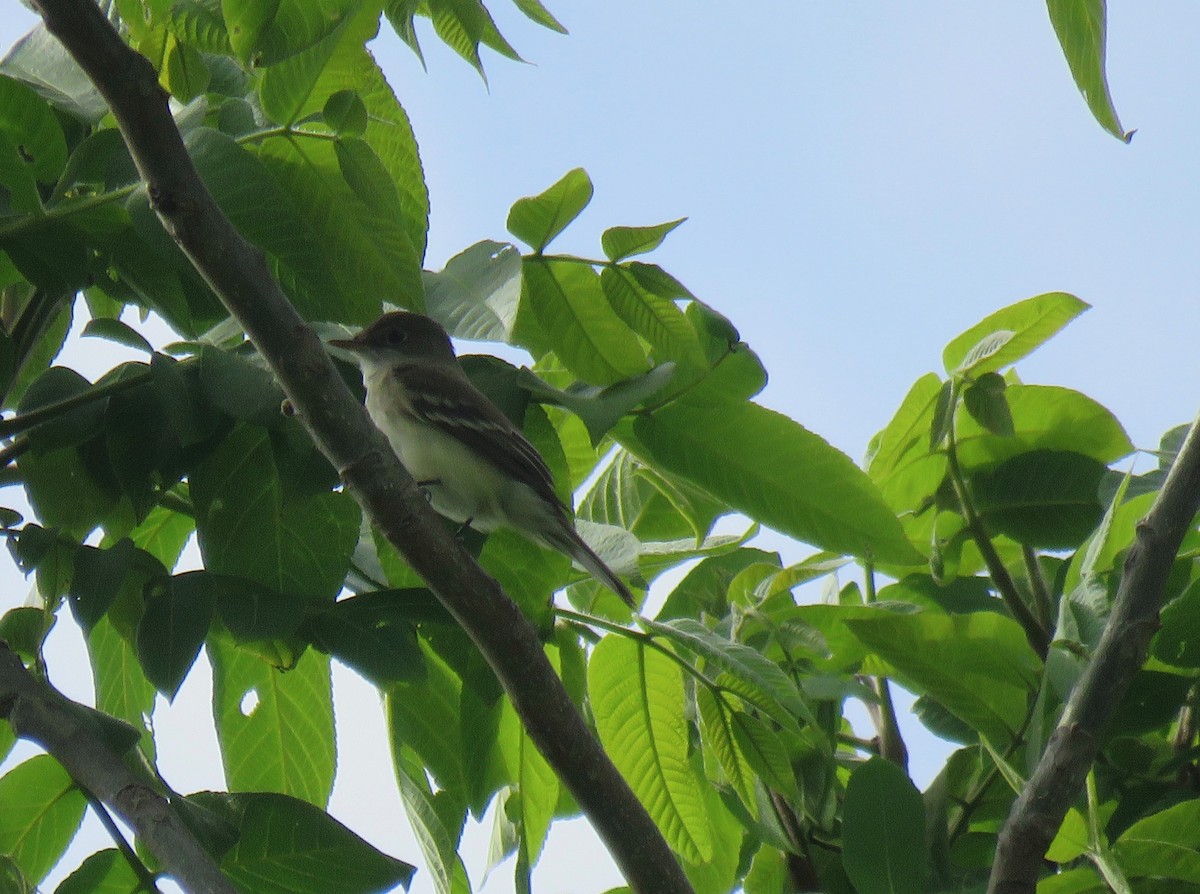 Alder Flycatcher - Keith Leonard