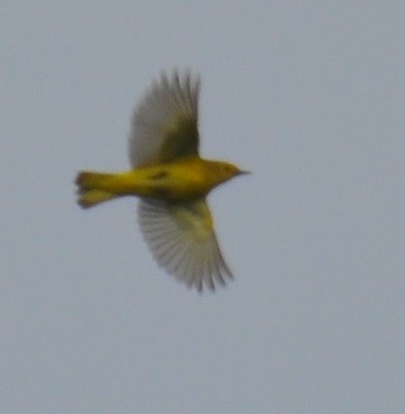 Yellow Warbler - M.K. McManus-Muldrow